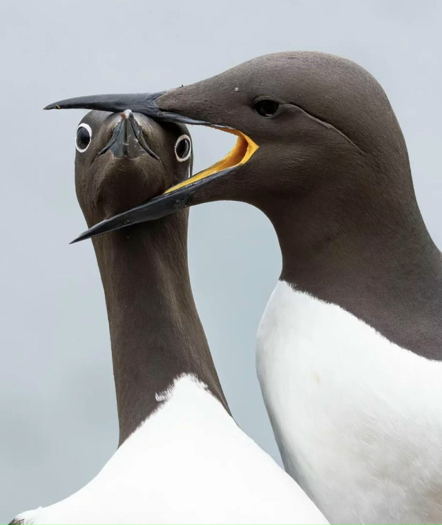 Показали финалистов фотоконкурса Nikon Comedy Wildlife Awards 2025 —...