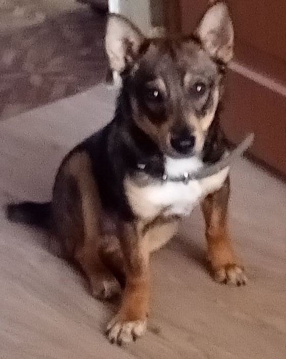 Уважаемые земляки! Просим помощи в поиске нашей собаки...