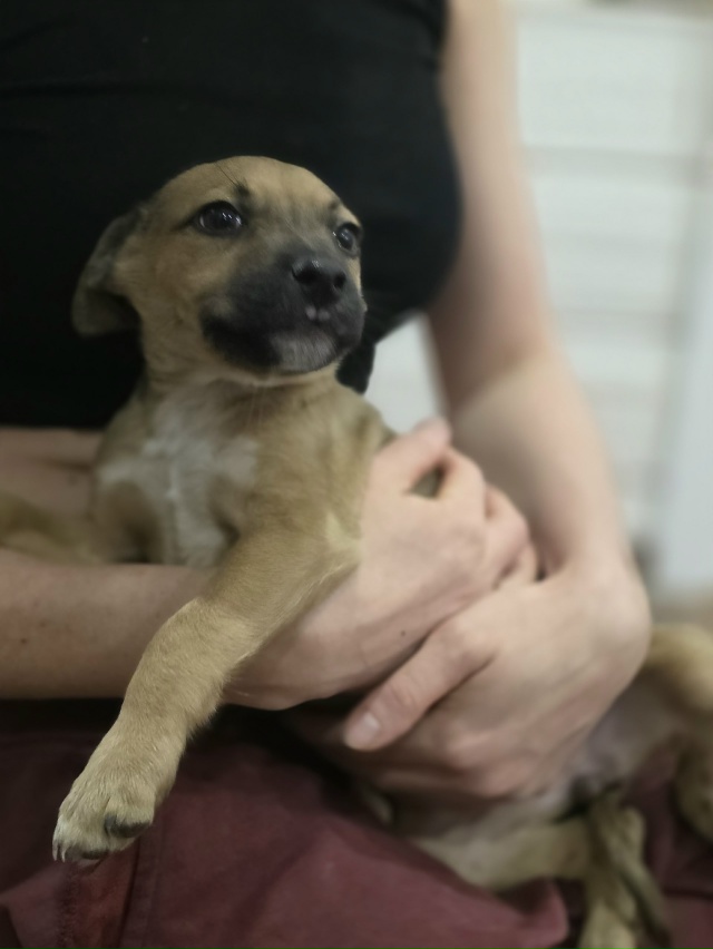 Малышка ищет дом.
На выходных малышей -5 щенков выброси?...