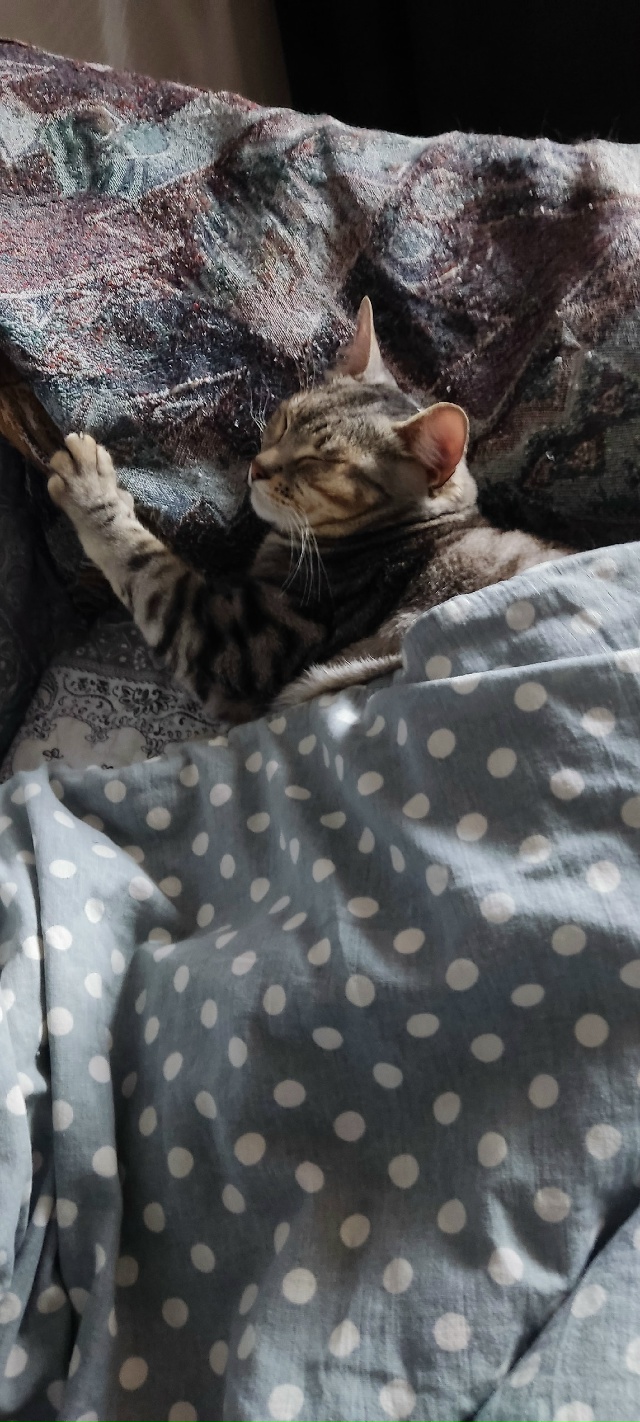 Осень, похолодало. Моя мерзлячка.