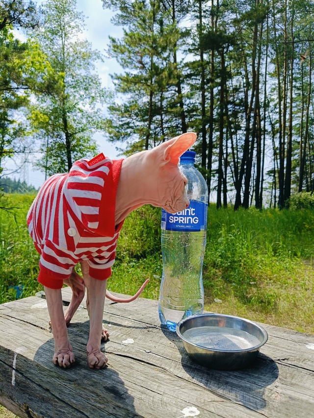 Брюс путешественник. Топнул с хозяевами более 1700км на ?...