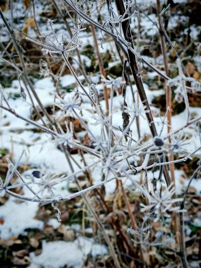 Утpeнний инeй