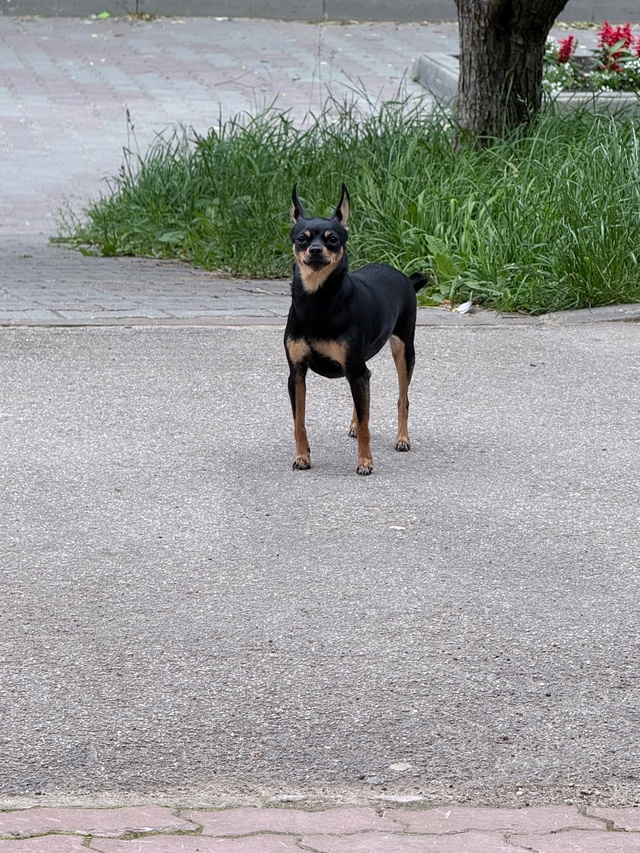 Чья собачка, бегает возле вб на переулке строителей 3б