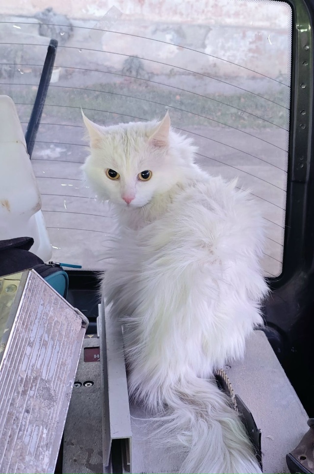 У котика умерла хозяйка. Котик ищет приюта.