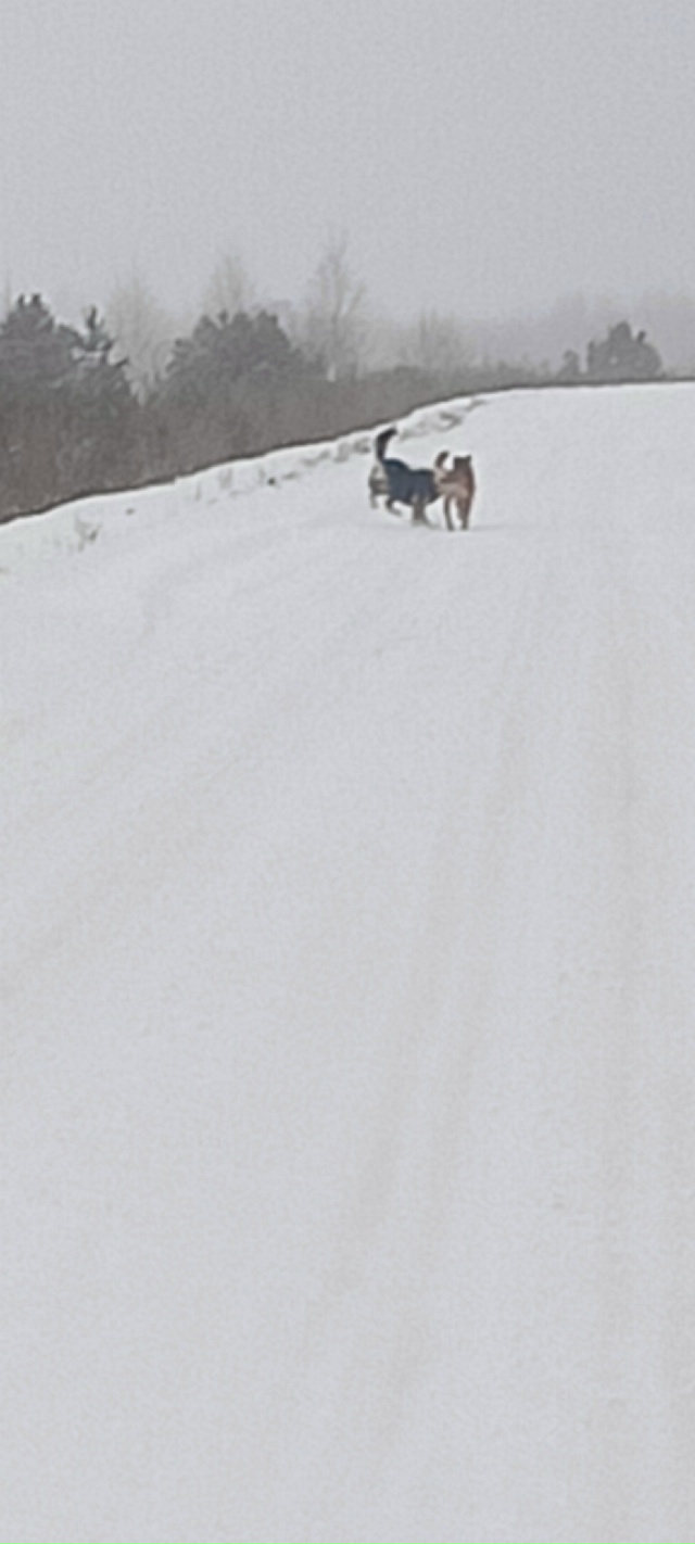 Здравствуйте. Сегодня у Прудовской вахты встретили ры?...