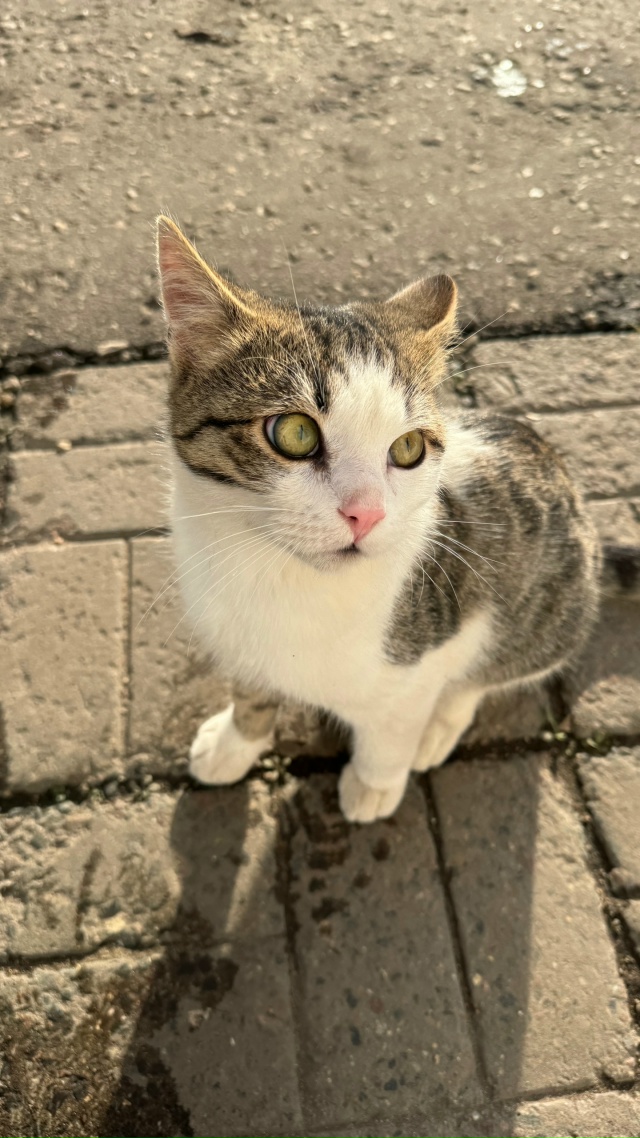 Добрый день, друзья!
Очередной #потеряшка
Гуляет около ...