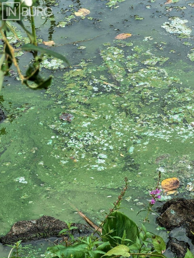 Несмотря на цветение воды и неприятный запах, люди про?...