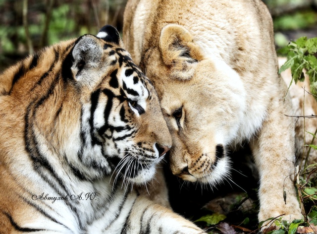 Зима на пороге, а в подмосковном Сафари‑парке — ни нам...