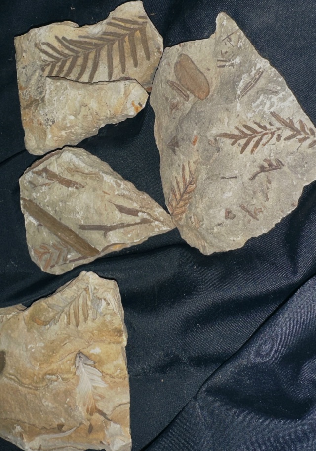 Передам за шоколадку школьному музею города (не района...