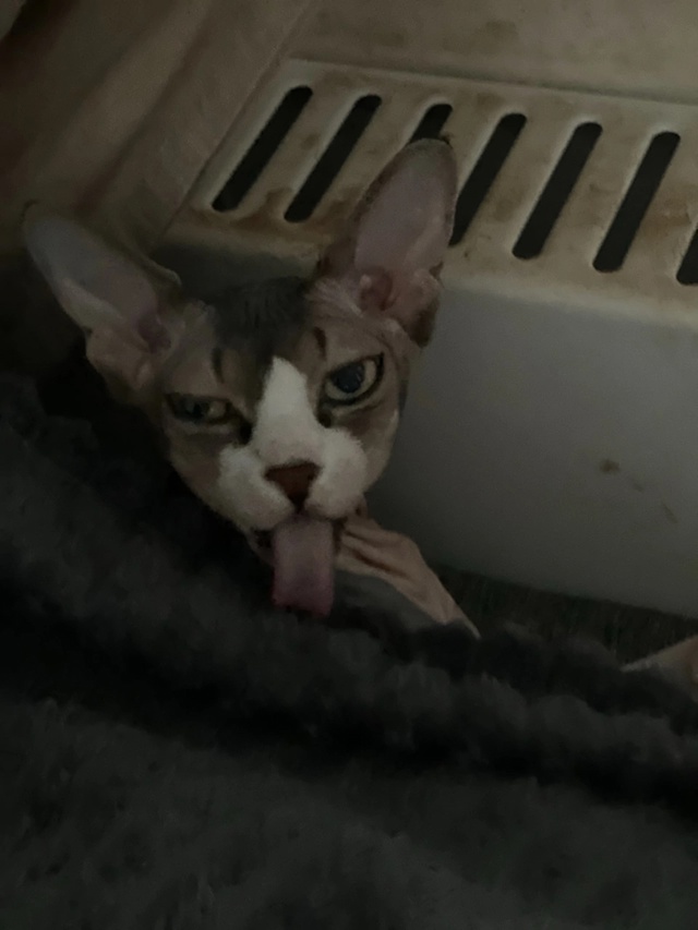 Тут снова мы-Иззи и Ви!
Года идут ,а кошки не взрослеют???...