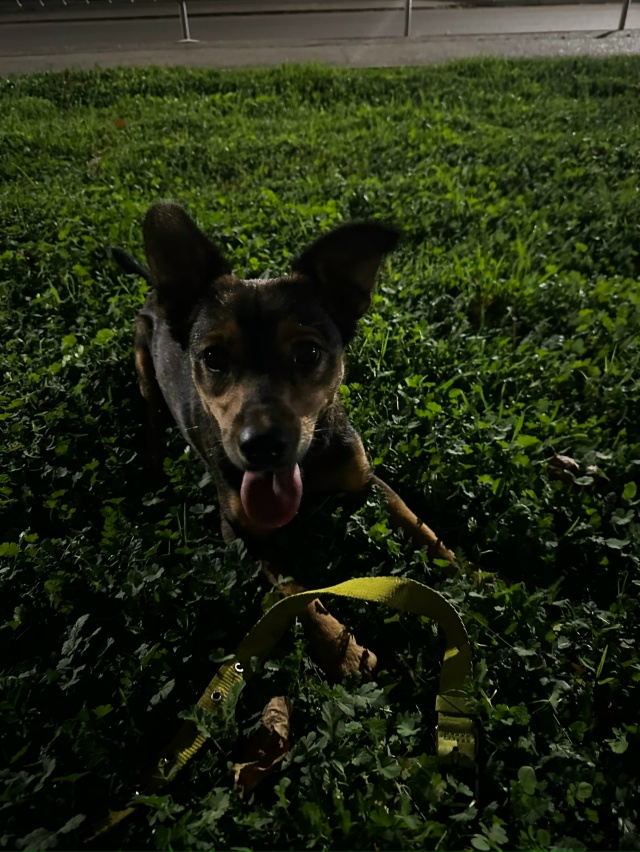 На Крупской возле авторынка бегает собака с ошейником,...