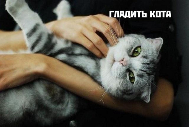Коты-самое лучшее лекарство❤