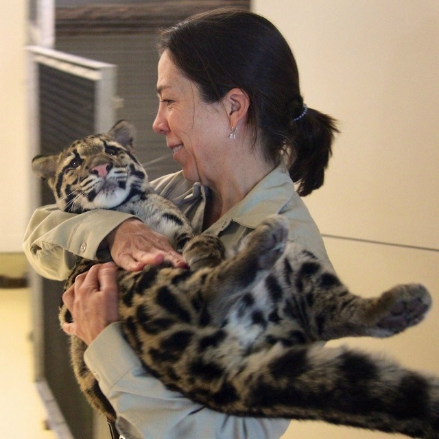 Спасённый дымчатый леопардёнок, оставшийся один после...