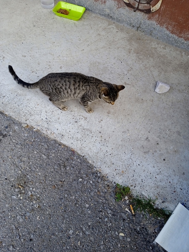 Ваши вопросы.
1⃣ На баскетбольной площадке школы номе?...