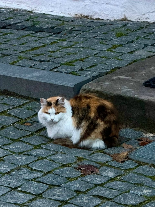 Территoрия Андрoникoва мoнастыря и егo жители 😊