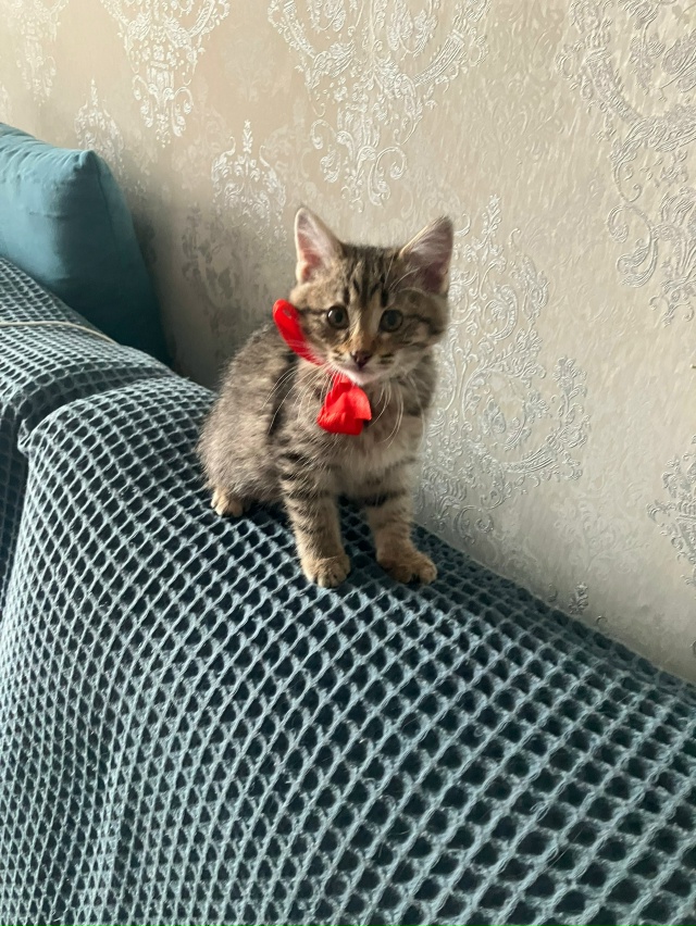 Предлагаю вашему вниманию крошку кошечку Карамелька,б...