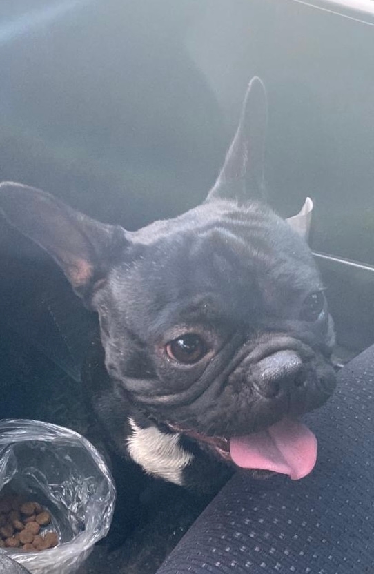 Кто потерял французского бульдога? Бегал по Королева. ?...