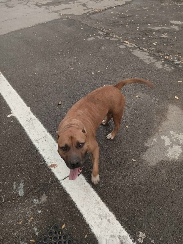 Собака бегает на заправке Лукойло на въезде в гундоров...