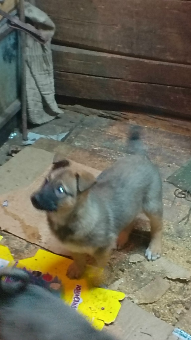 В добрые руки. Мать лайка, отец волкособ. 89041630166.