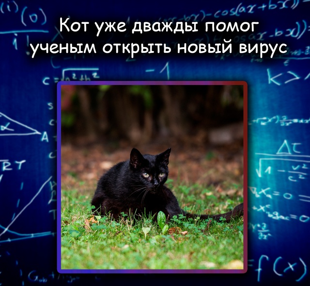 Кот-учёный: Пеппер снова помог открыть новый вирус
Дом...