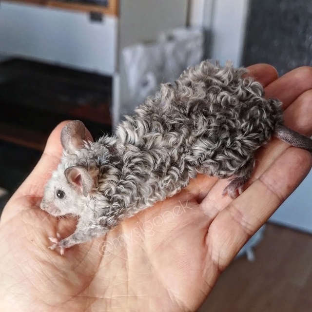 Кучеряшки