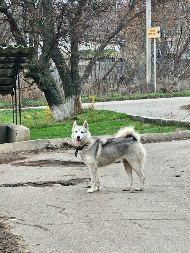 Доброго всем.
Никто не терял хасю? Очень контактная, че?...