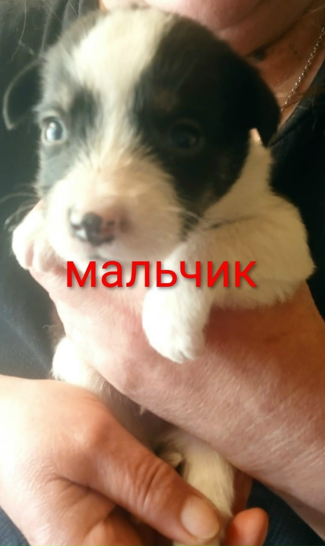 Люди помогите! Ищут самые заботливые ручки вот такие з...