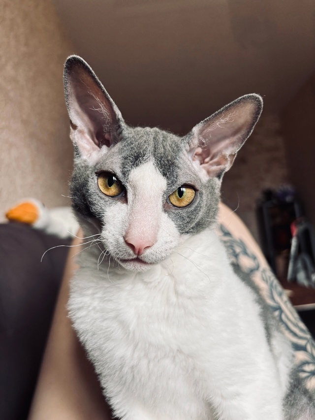 Малыш Сеня ❤️🐈‍⬛