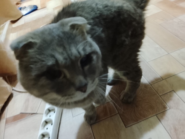 Прибился кот
Слепой, видно что домашний
Себе оставить ?...