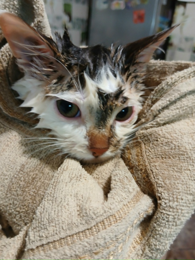 Новгородская область, Окуловский район. 21 ноября была ...