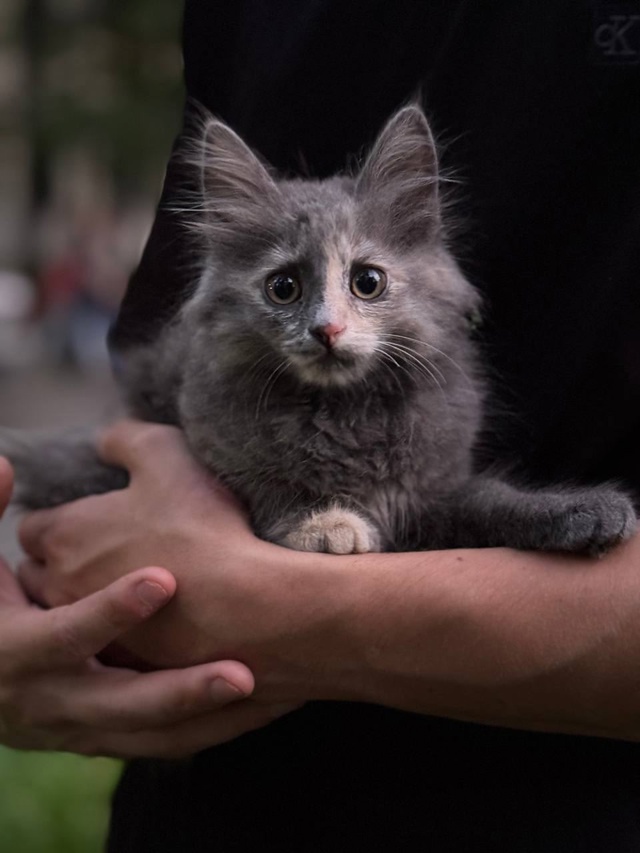 Потерялся котенок 28.07., в районе ленина 13
Просьба, если ?...