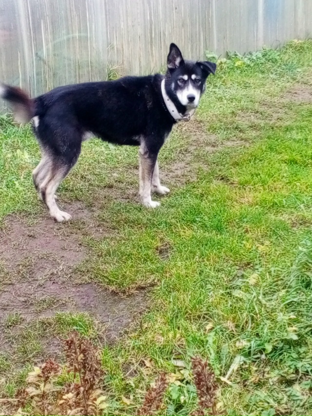 Чей друг бегает у нас в пос Труфаново! Приезжайте забир...
