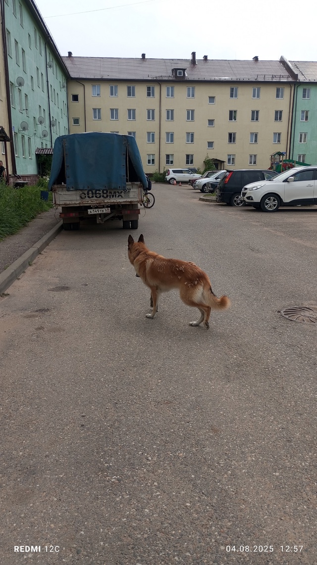 Чей при бегает? В районе 13:00 был на Мира 2.