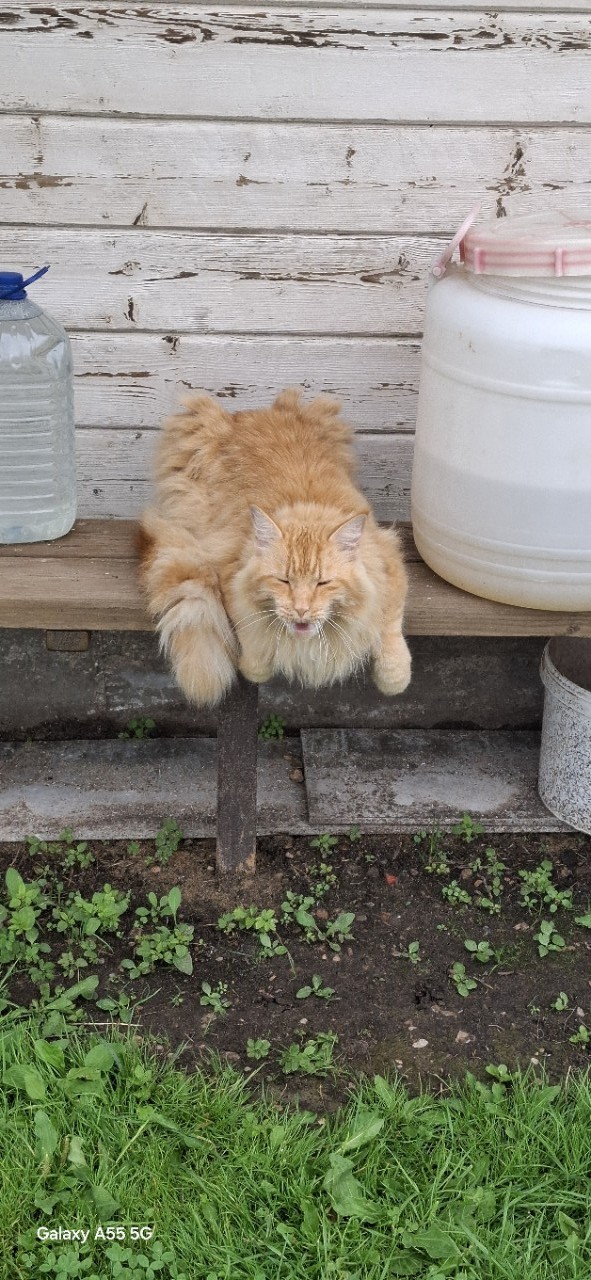 мой котенок