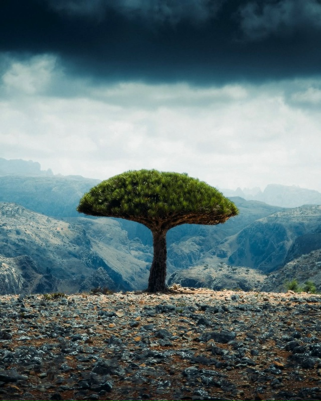 Сокотра, Йемен