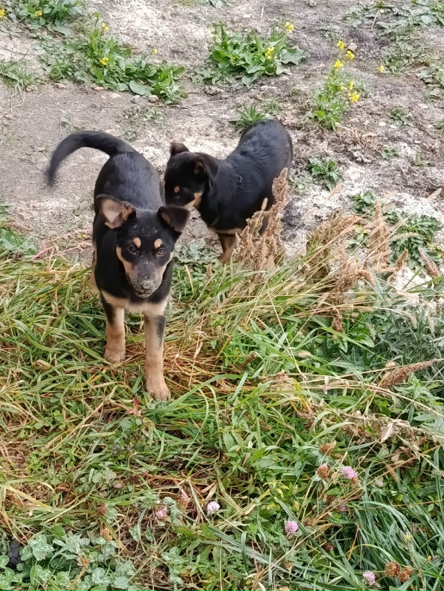 Помогите пожалуйста!!! Мне подкинули 6 щенят. Одного я о?...