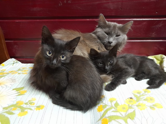 КОТЯТА- ЧЕРНЫШИ 🐈‍⬛ ИЩУТ ЛЮБЯЩИХ ХОЗЯЕВ ❤️. Котятк?...