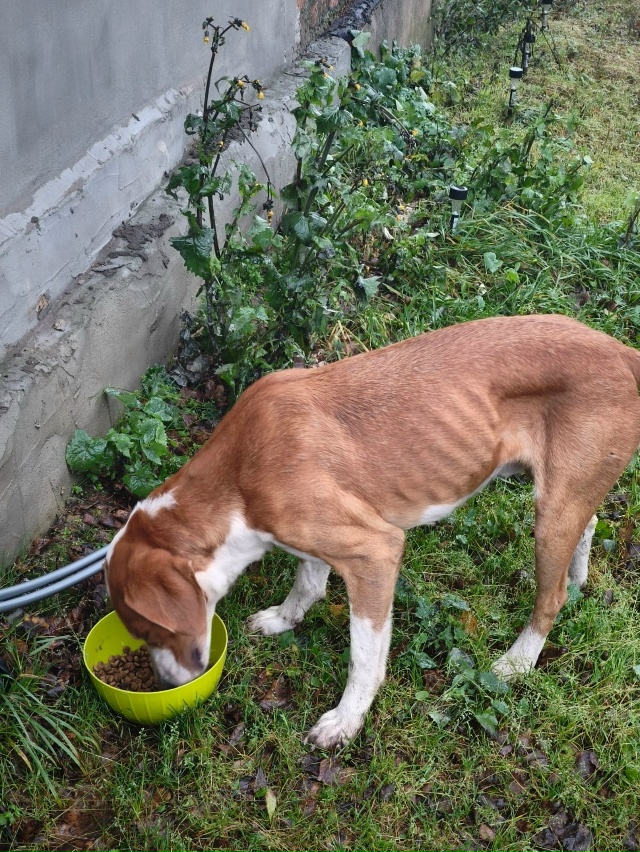 К нашему дом пришла собака охотничьей породы, очень ху?...