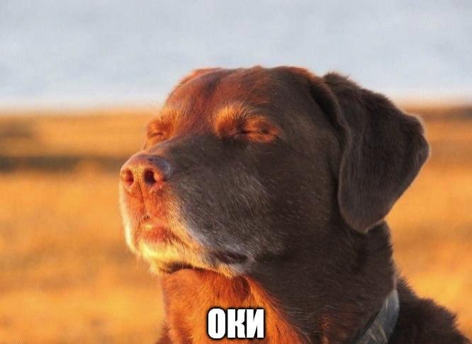 Слово «оки» снижает тревожность у собеседника, утверждают психологи НИУ ВШЭ.
По их словам, уменьши