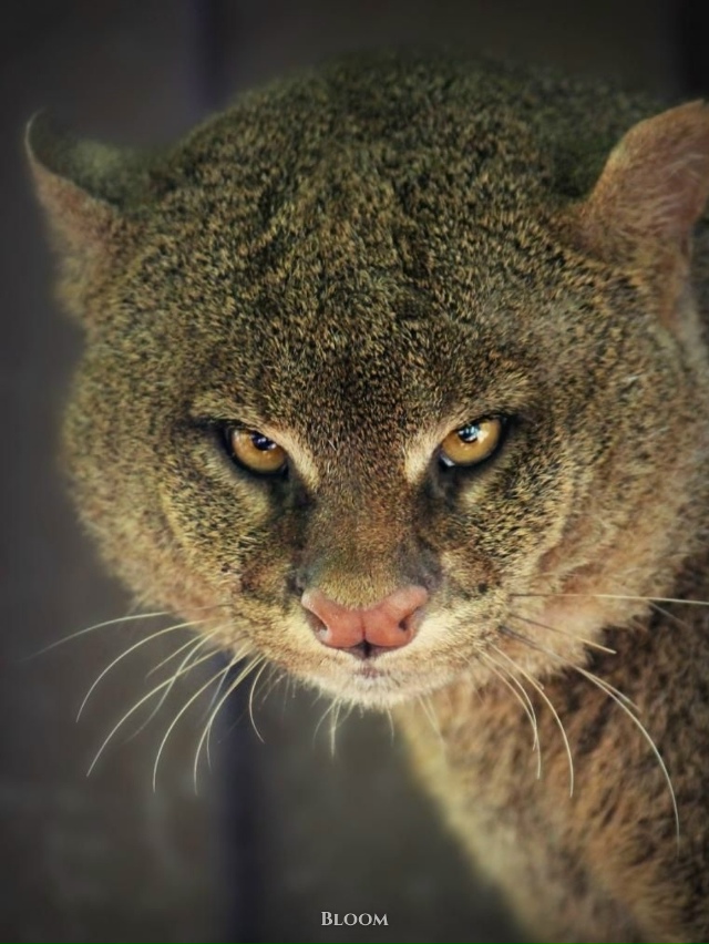 Это ягуарунди — необычная кошка, которая решила, что б?...