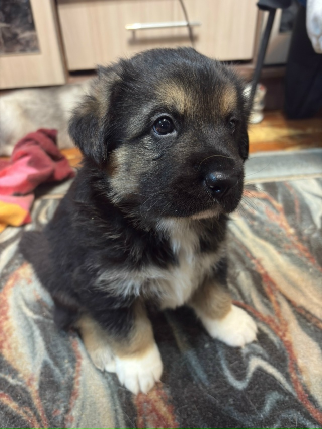 Отдам в добрые руки
Все мальчики
1 месяц будет 13 ноября