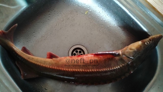 Подписчик поймал на Каме стерлядку полную паразитов ???...