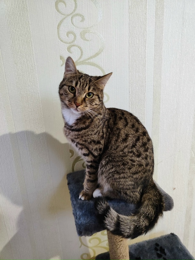 25.10 вечером, в районе первой школы, потерялась кошка по ...