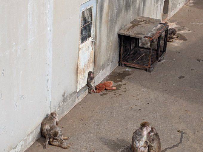 В японском зоопарке новая звезда, макак с нелёгкой судьбой
После того, как его бросила мать, Панч б