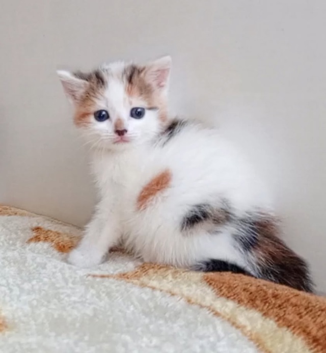 Отдам котят в добрые руки 🤗 т 89272865139