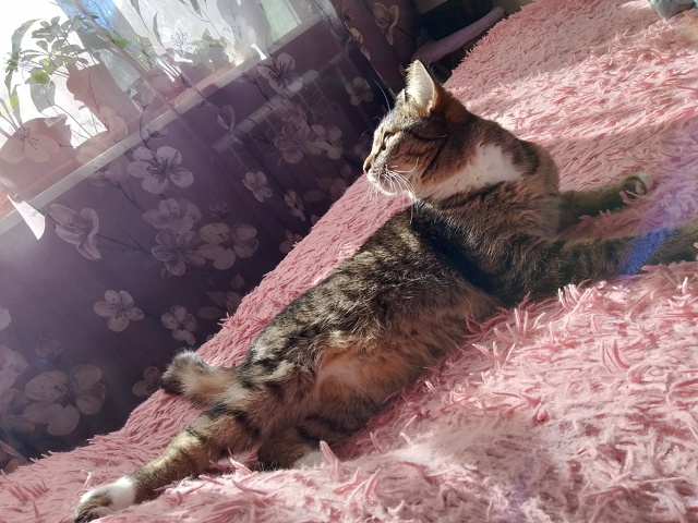 Луч солнца золотого упал на моську?