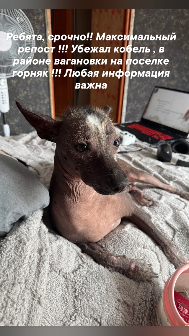Максимальный репост!!!
Убежал пёс, сегодня в пять утра н...