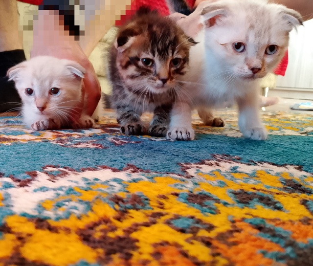 Котята в добрые руки. К лотку приучены. Едят всё.