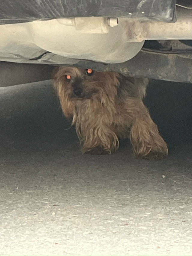 Найден Йорк в Евпатории в районе Дельфинария. Девочка. ...
