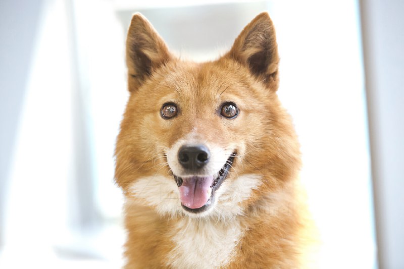 Шабака, наконец-то: шалайка — редкая российская порода собак, это гибрид шакала и лайки, который соз